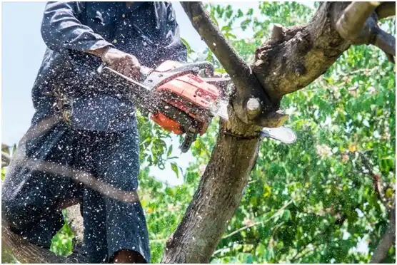 tree services Parksley